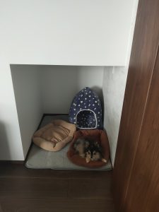 壁をくり抜いたドッグスペース