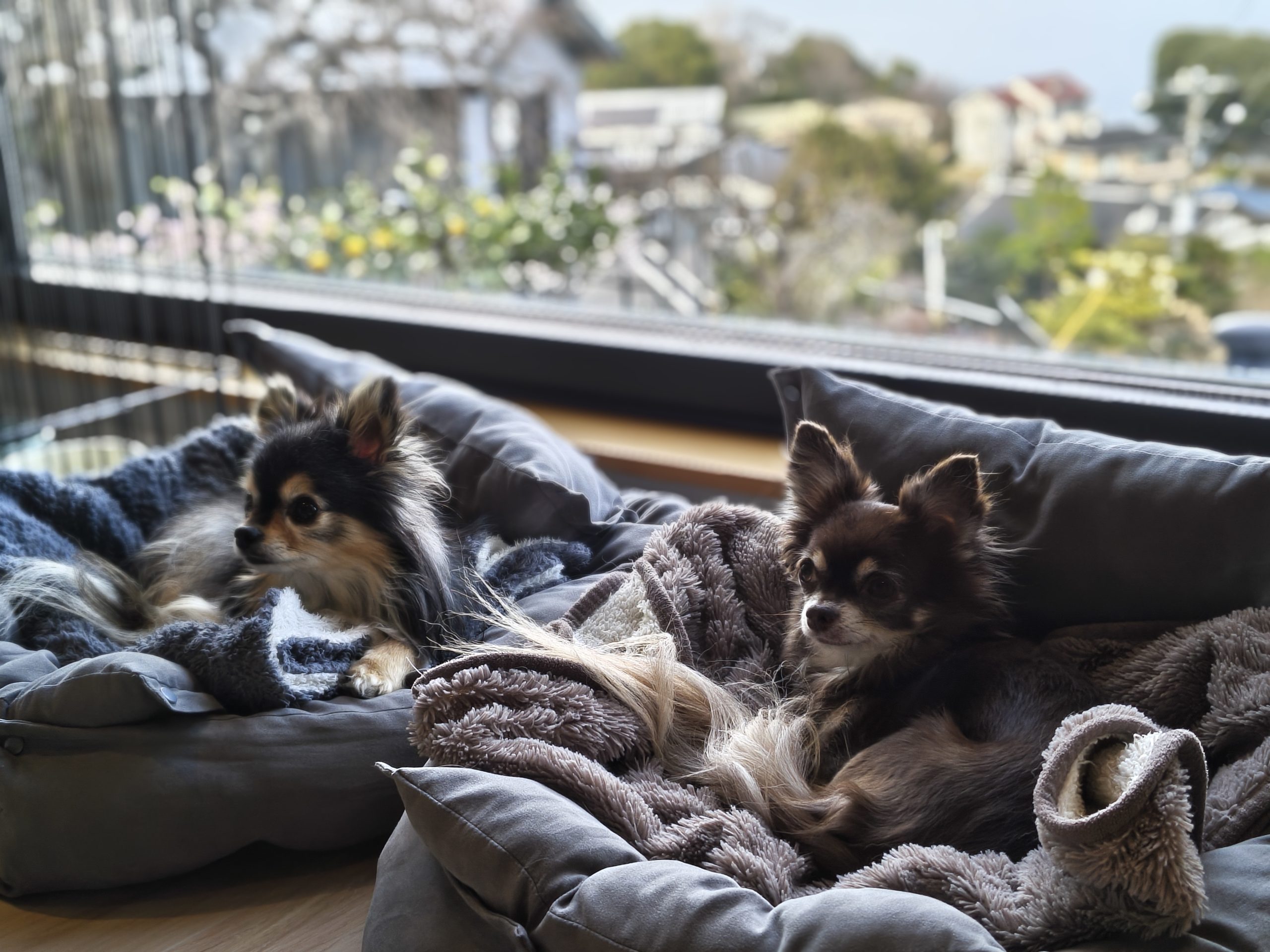 部屋の窓辺でくつろぐチョコとくろ