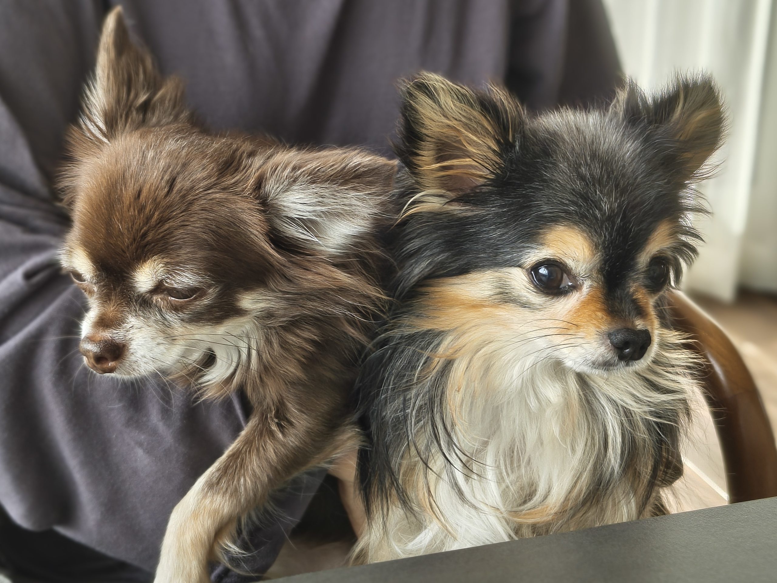 みっちゃんに抱かれるチョコとくろ