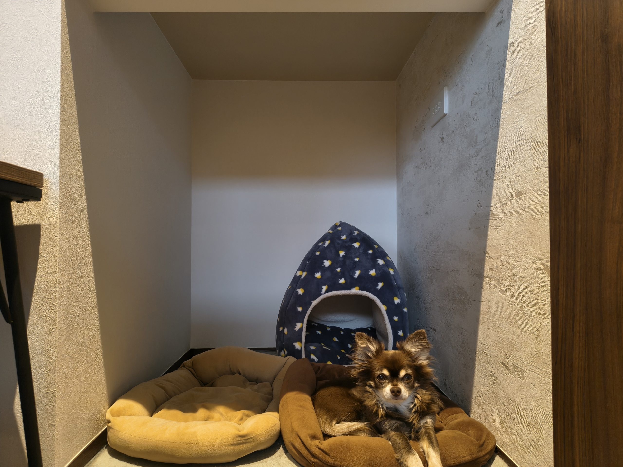 ドッグスペースに納まるチョコ