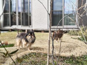 庭を囲むような形の築山
