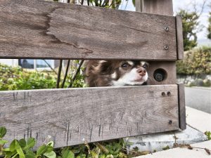 板の隙間から外をうかがうチョコ（チワワ）