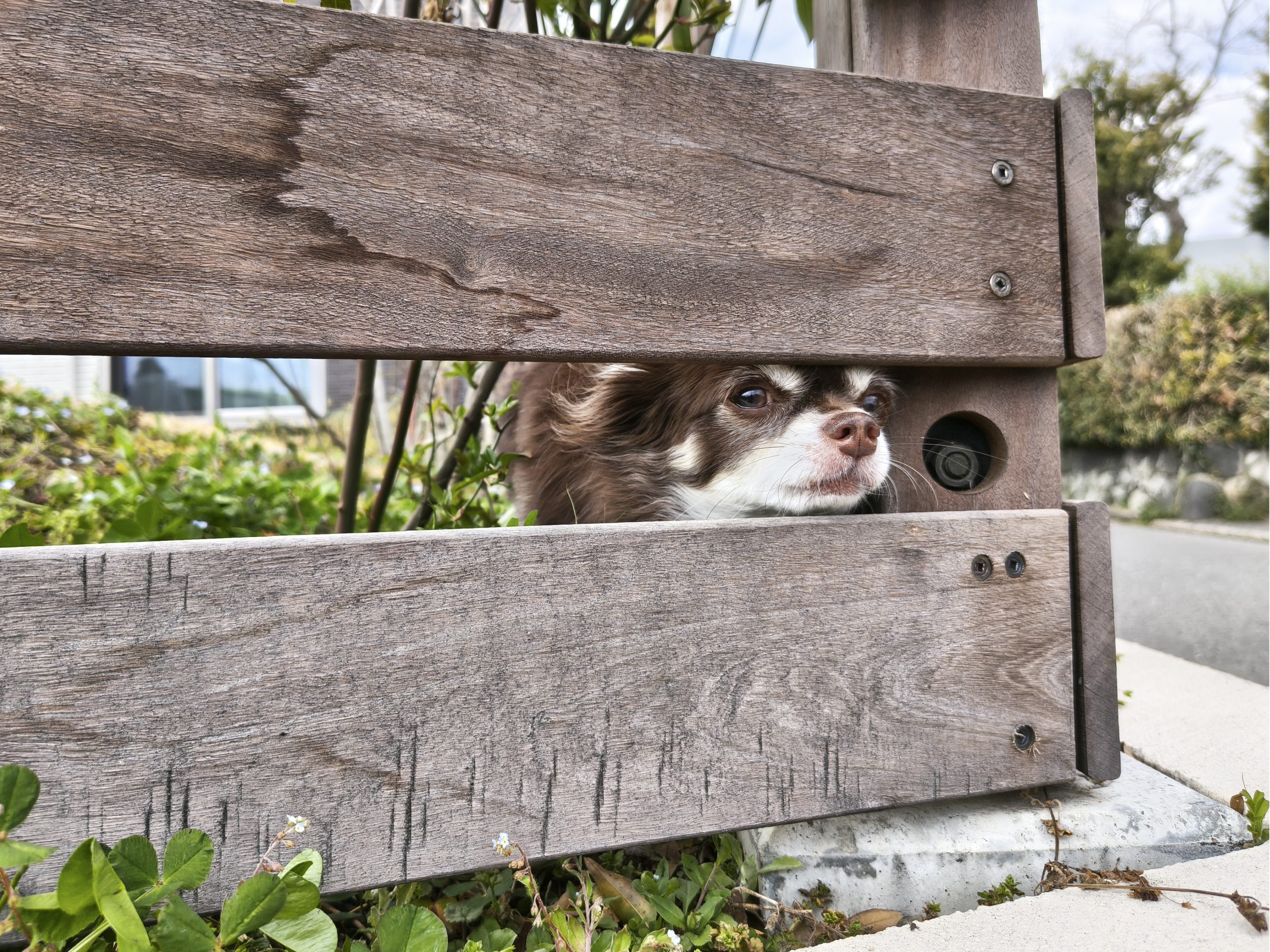 フェンスの隙間から外の様子を伺うチョコ